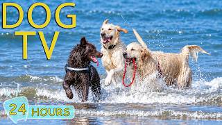 DOG TV: Videos Entertain for Dogs to Watch All-Day When Home Alone - Relax Music for Dogs screenshot 5