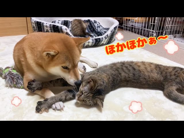 子猫と猫の世話をする柴犬は猫化する⁈ Kittens mother Shiba Inu behaves like a cat