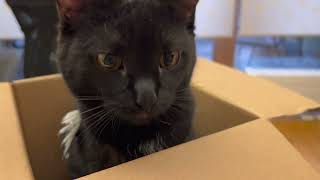 Unboxing a cat by Stories of my cats 2,725 views 1 year ago 1 minute, 52 seconds