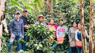 Productores de CAFÉ ORGÁNICO | Huertas resistentes a plagas o roya | Qué es un café de altura