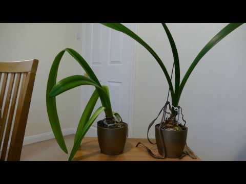 Getting My Amaryllis Ready For Dormancy And Flowering