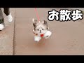 お散歩✨生後4ヶ月✨【シーズー / shihtzu / 子犬】 の動画、YouTube動画。