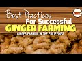 Best Practices For Successful Ginger Farming | Ginger Farming In The Philippines