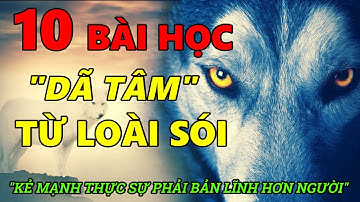 10 Bài Học từ loài SÓI để trở thành Kẻ Mạnh Thực Sự "Bản Lĩnh Hơn Người"!