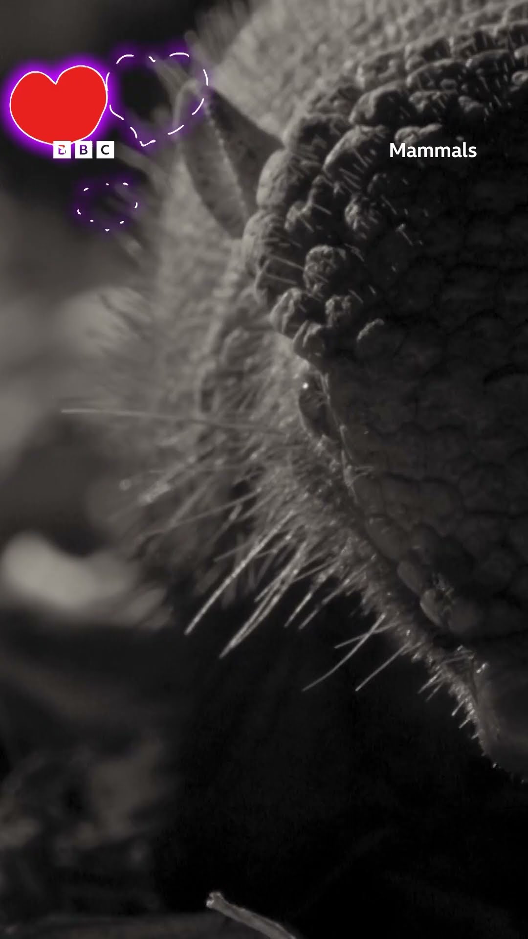 It's a love story baby just say yes ? #Mammals #Armadillo  #wildlife