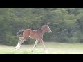 Zeus  by jef sir lancelot x jupiter kc royal dutch sport horse 2024 colt