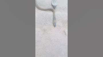 @pradeepsnakesaver #music #song #video #monkey #wildliferescue #musicgenre #banka #rescueefforts