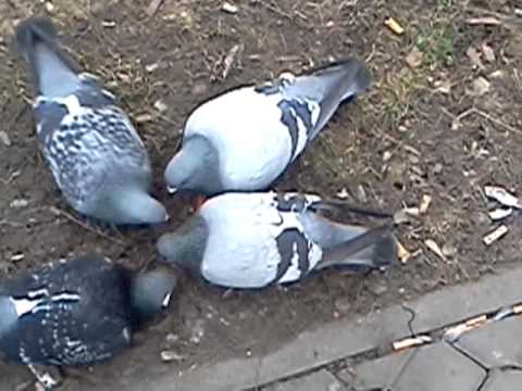 Video: Čo jedia holuby?