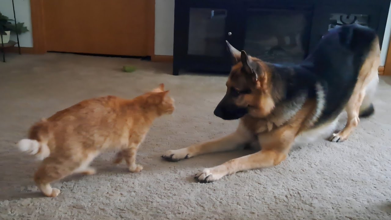 Волосатые хулиганы