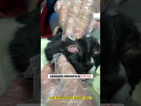 Video: Anatomi Mata Kucing