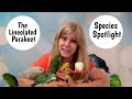 Lineolated Parakeet as Pets | Living with Linnies | Species Spotlight