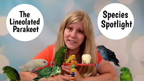 Lineolated Parakeet as Pets | Living with Linnies | Species Spotlight