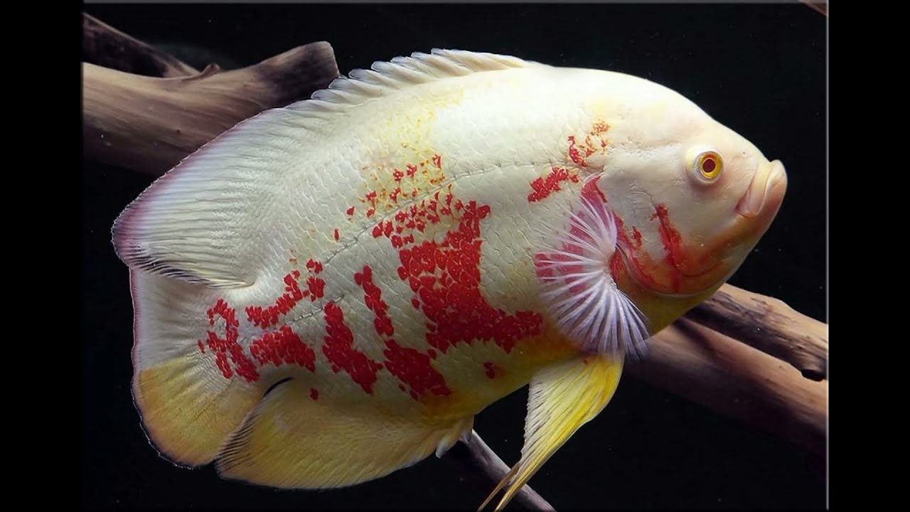 Como evitar doenças em seu aquario Como evitar doenças em seu aquario