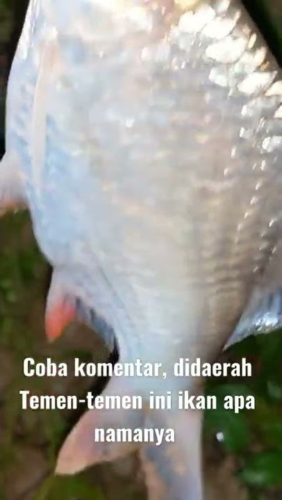 Ikan tawes babon Mancing malam sensasinya benar-benar beda #shorts #fishing #mancing #history #story