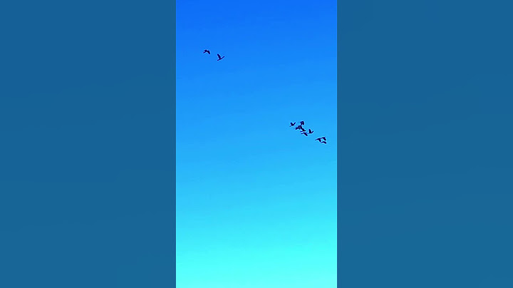 High flying Screaming Black Birds Sound Like Magpies#birds