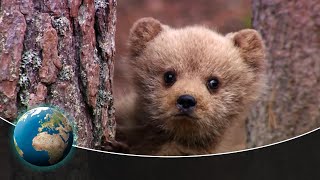 The most emotional moments of wildlife filmmakers