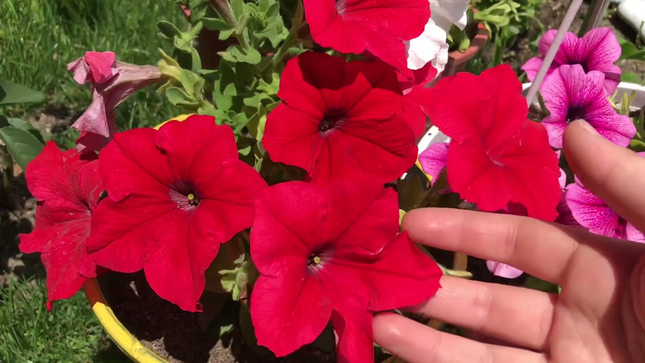 Petunya çiçeği bakımı