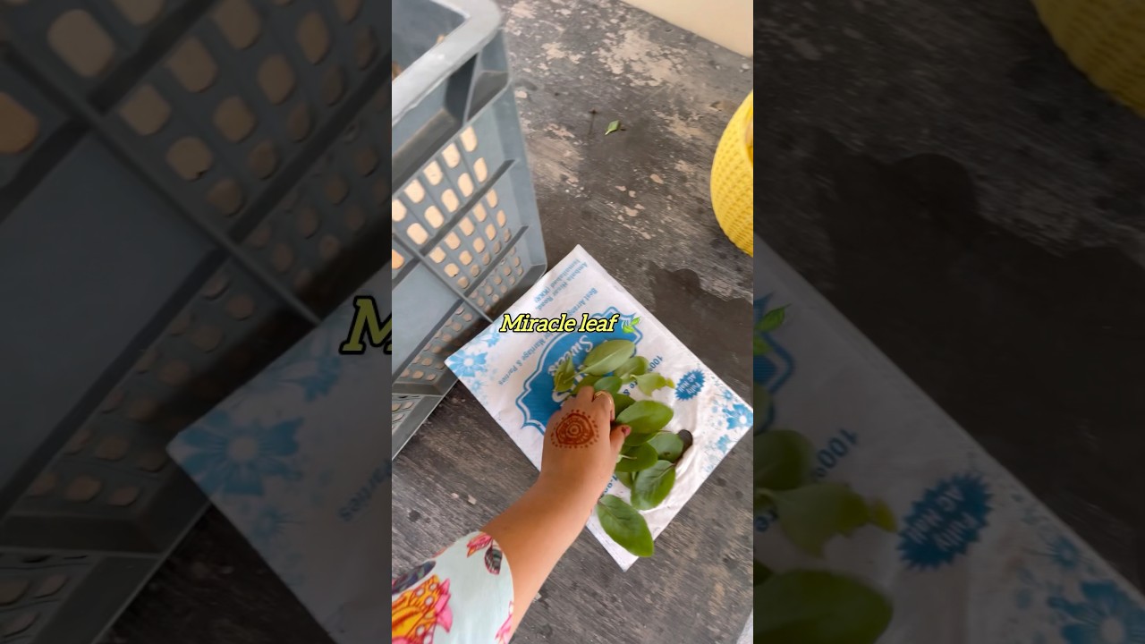My 2nd attempt to grow *Miracle Leaf*🪴✌️ #shorts #ytshorts #gardening #gardeningideas