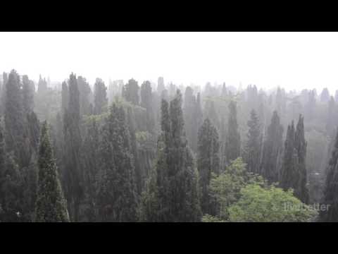 Видео: Сильный дождь в лесу, чтобы расслабиться и сна звучит интенсивные капли воды без грома