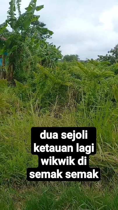 dua sejoli ketauan lagi wikwik di semak semak