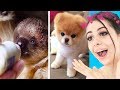 Try Not To Say Aww Challenge (IMPOSSIBLE)