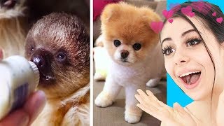 Try Not To Say Aww Challenge (IMPOSSIBLE)