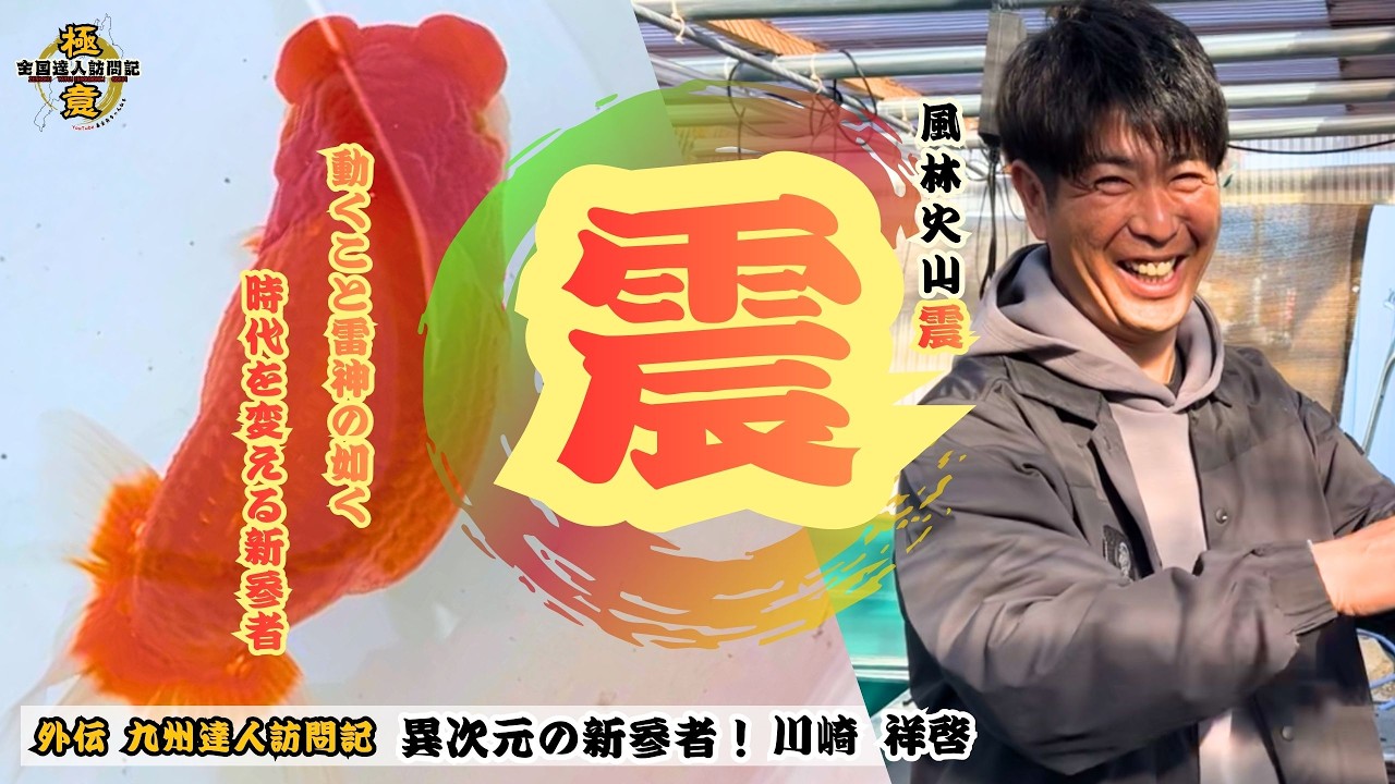 【九州達人訪問記】異次元の新参者！川崎達人登場！#らんちゅう #goldfish #金魚 #aquarium