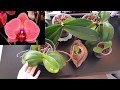 Orchidea gondozása - Phalaenopsis (lepke) orchideák gondozása, igényei és gyakori betegségei
