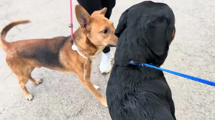 A2045800 Rusty and A2047962 Brock temp test