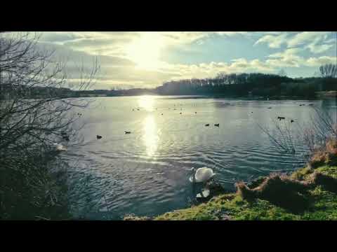 Winter Walk at Hetton Lyons Country Park #walking #swans #lake #sunderland #northeastengland