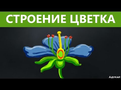 Строение цветка| Биология