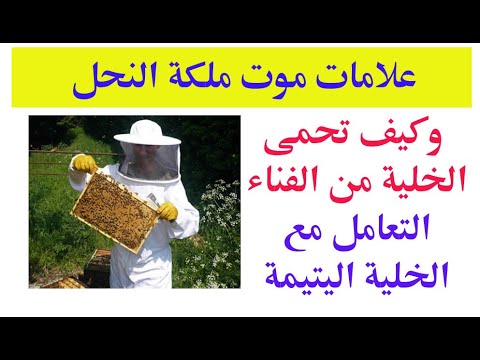 فيديو: خطة النحل: مع موت نحل العسل ، هل ستحل الأنواع الأخرى مكانها؟