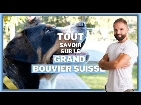 Race de chien : Le Grand Bouvier Suisse !