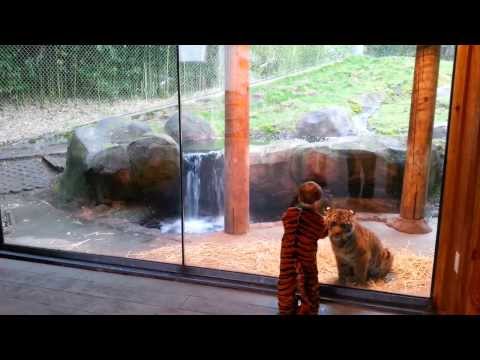 Tiger Cubs! Marshall and Kali at the Point Defiance Zoo in Tacoma, WA