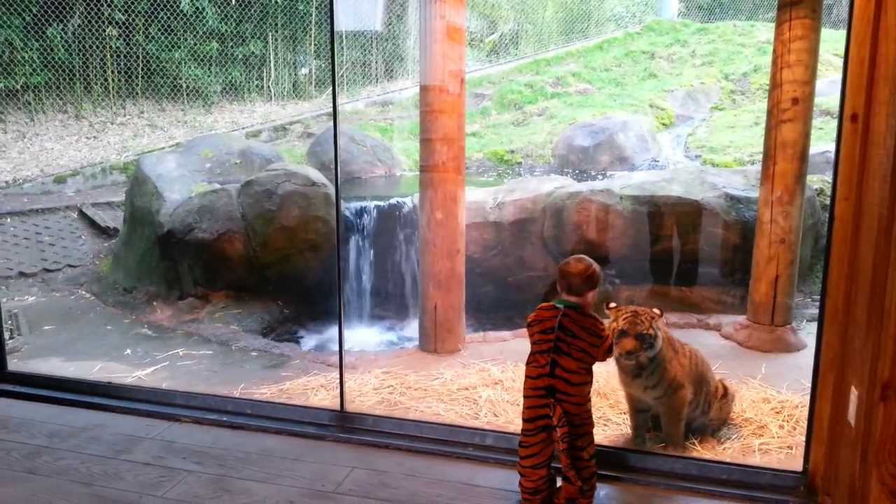 Tiger Cubs! Marshall and Kali at the Point Defiance Zoo in Tacoma, WA lifestyle fitness