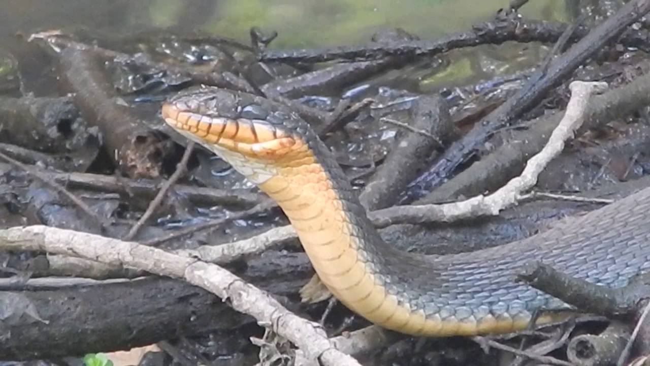 Yellow-Bellied Water Snake - YouTube