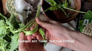 A wild delicacy from the childhood. Sverbiga eastern and how to properly collect and eat it👌
