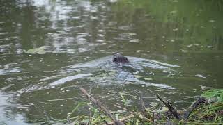 A North American Beaver adds another branch to its northern USA dam