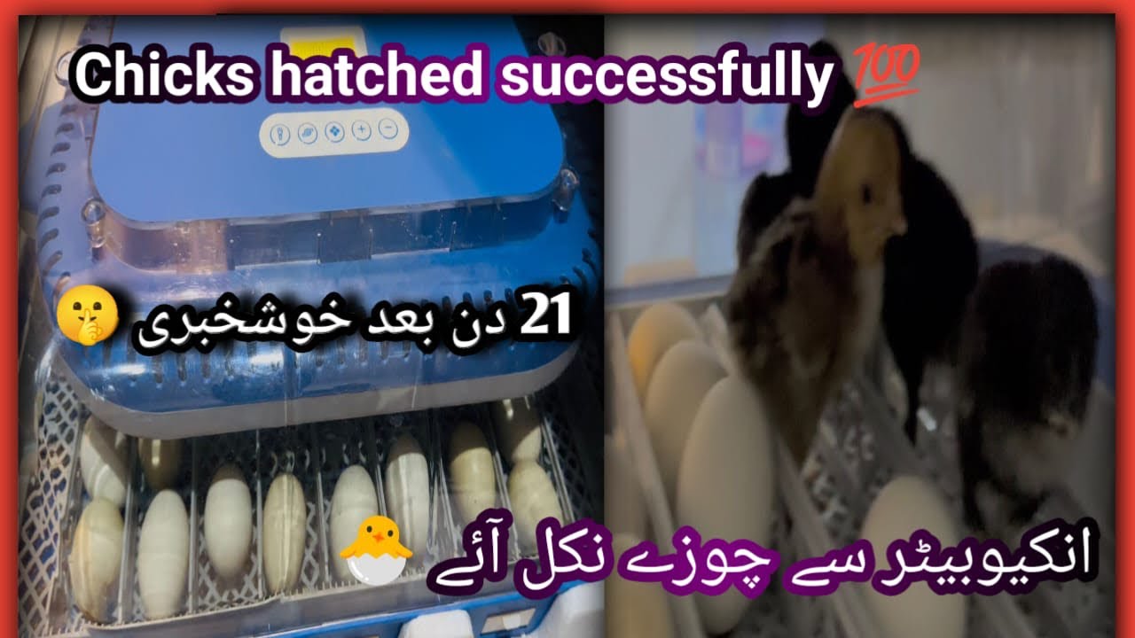 Aseel Chicks Hatching Successfully | Incubator Full Process 🐣
