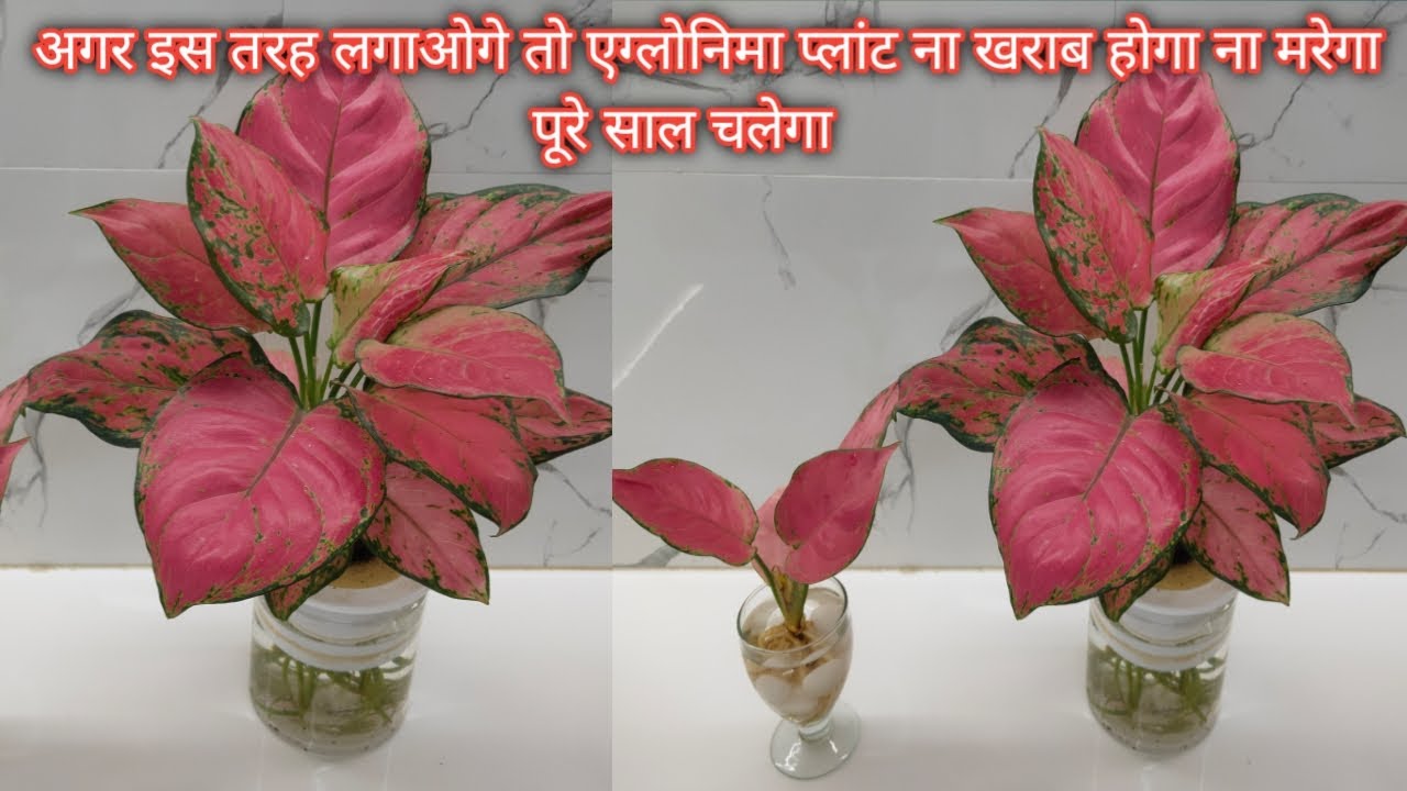 How to grow Aglaonema plant in water | plant in water | पानी में इनडोर प्लांट | pani me plant