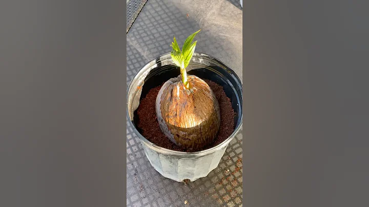 How To Grow A Coconut!🥥