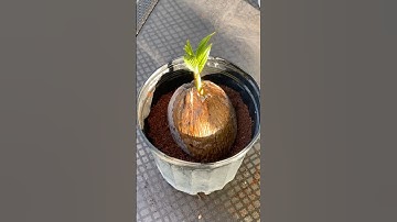 How To Grow A Coconut!🥥