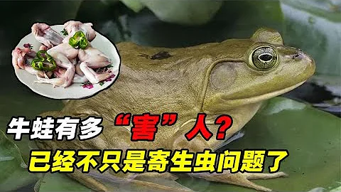 牛蛙有多「害人」？現在它身上最嚴重的問題，已經不只是寄生蟲了 - 天天要聞