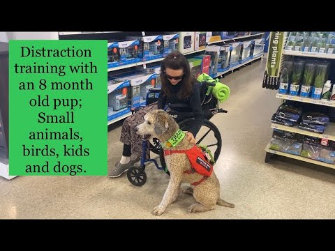 Distraction training with a service dog in training; round 2 - YouTube