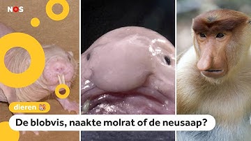 Kindervraag: Wat is het lelijkste dier ter wereld?