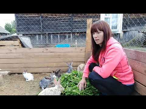 Как сделать загон для кроликов своими руками в домашних условиях