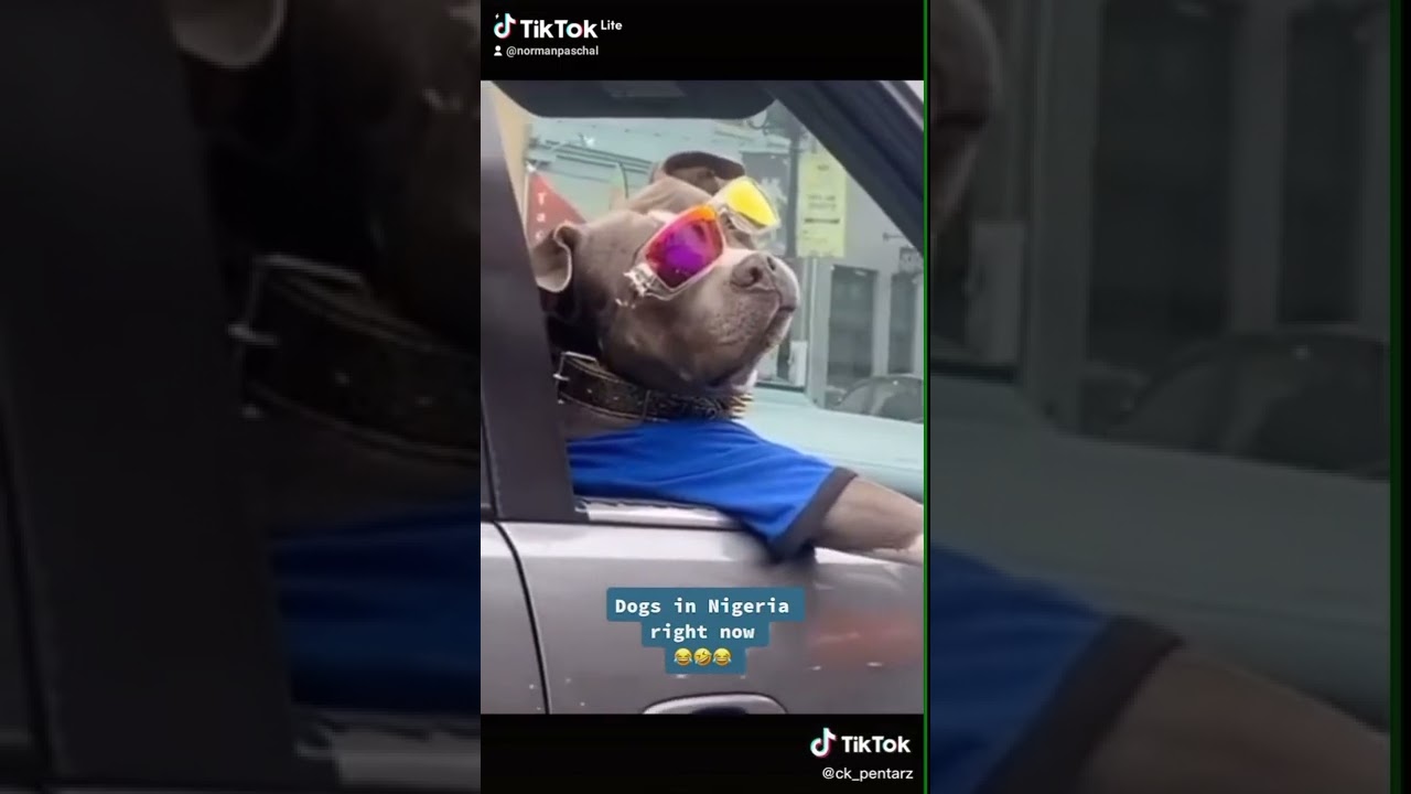 This dogs had sex with a lady in Nigeria watch what happened