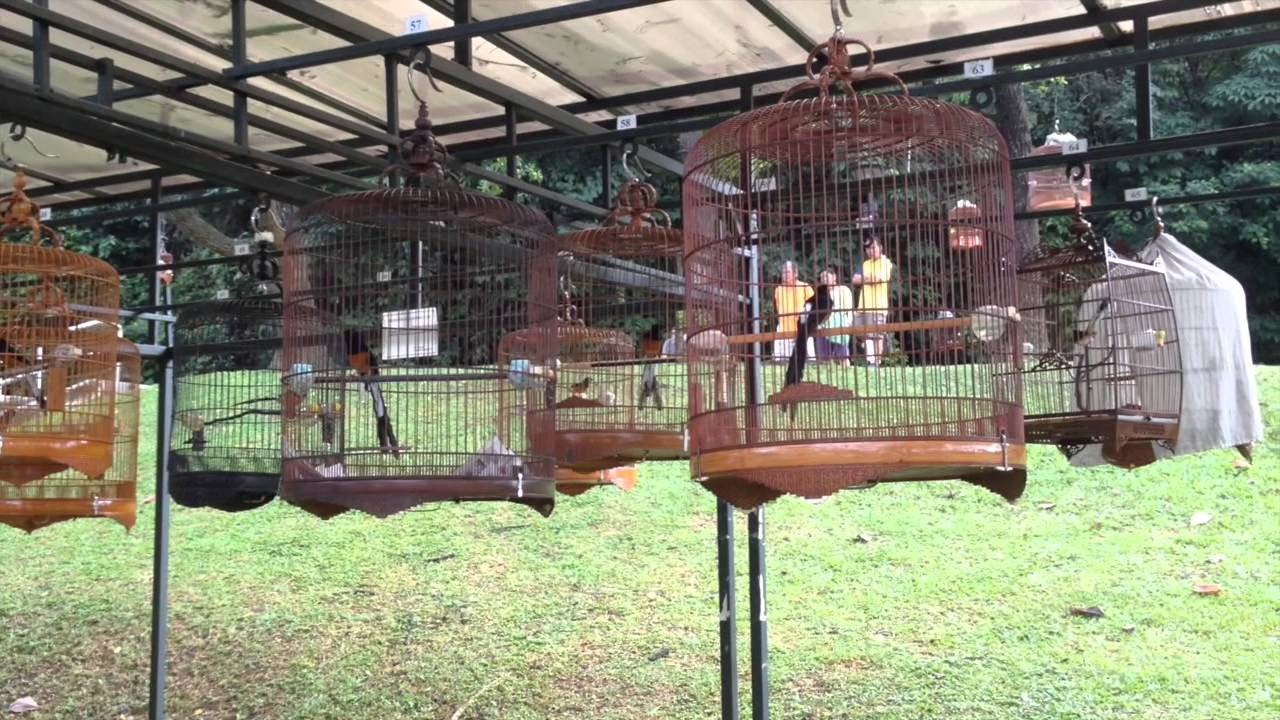 Bird Singing Ang Mo Kio Town Garden YouTube