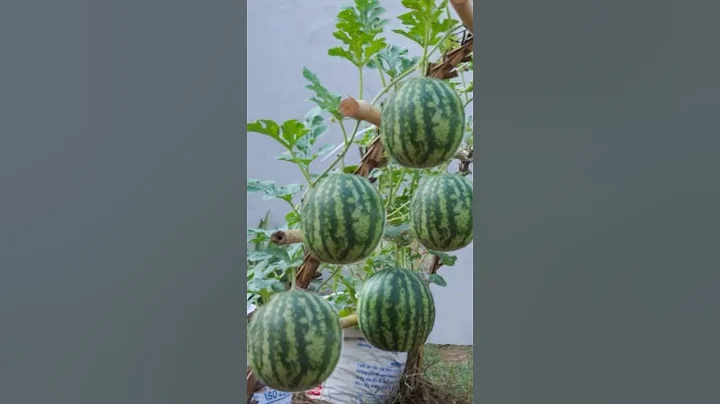 Crazy idea, grow big and sweet watermelons in the gardener's way #grow #garden #shorts #watermelon - DayDayNews