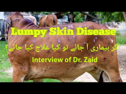 Supportive treatment of lumpy skin disease in Sindh; Agar bemari a jaye to kia treatment hona chaye?